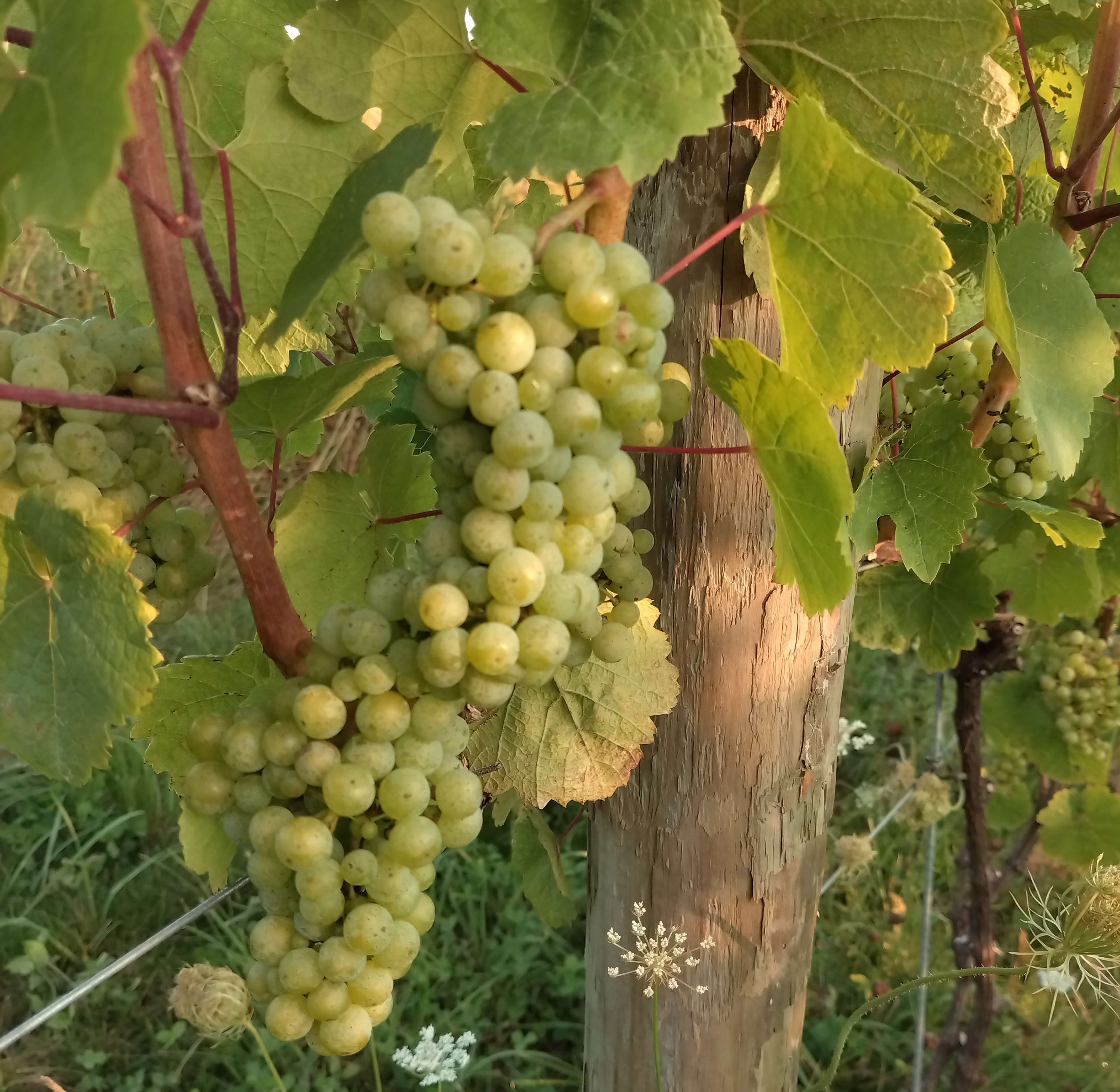 Riesling grapes hanging from a vine.
